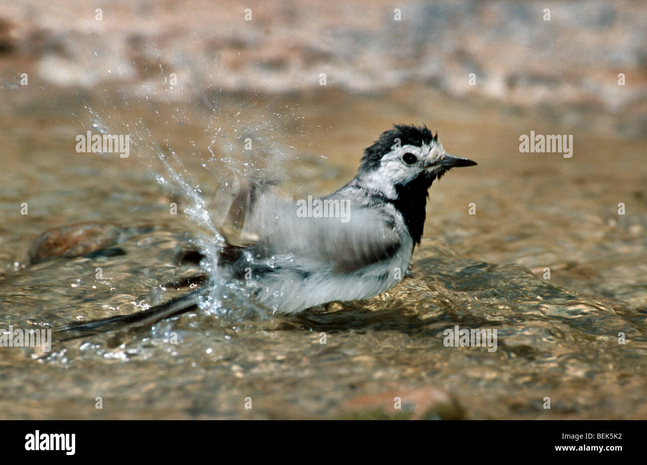 Bachstelze (Motacilla Alba) Baden im flachen Wasser des Streams Stockfoto