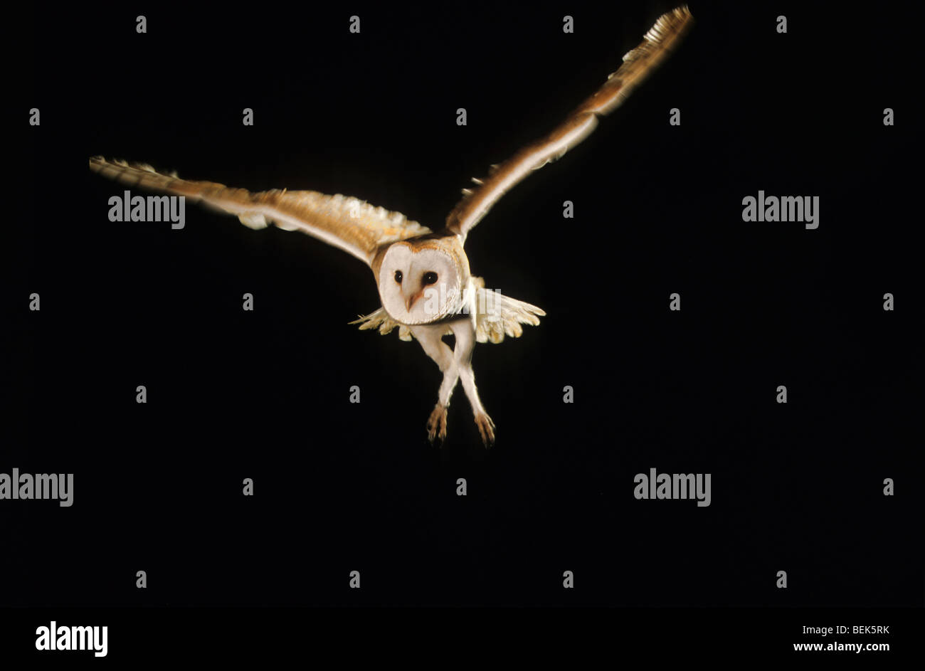 Gemeinsamen Schleiereule (Tyto Alba) im Flug in der Nacht jagen Stockfoto
