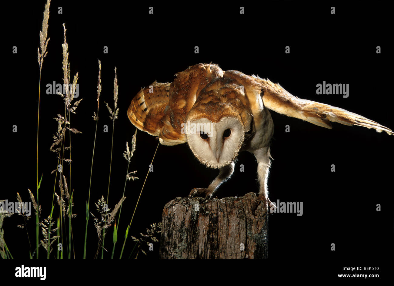 Gemeinsamen Schleiereule (Tyto Alba) thront auf Zaun Pfahl im Feld und stretching Flügel in der Nacht Stockfoto