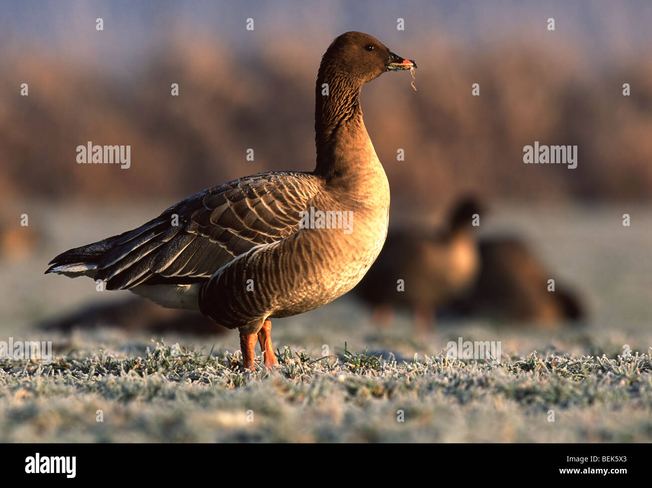 Pink-footed Goose (Anser Brachyrhynchus) im Winter, Belgien Stockfoto