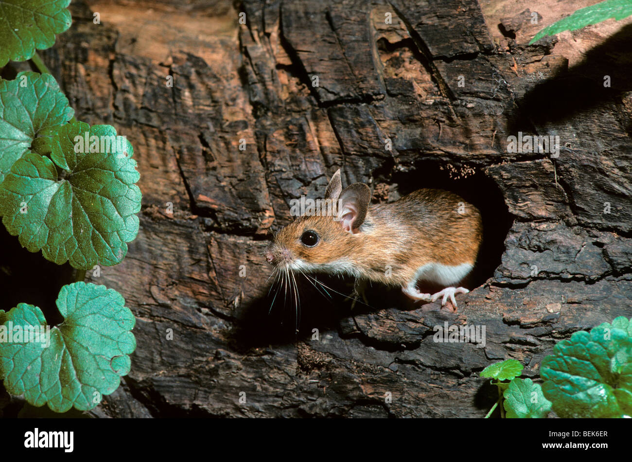 Europaische Waldmaus Gemeinsame Feldmaus Apodemus Sylvaticus Nest Im Baumstamm Verlassen Im Wald Bei Nacht Stockfotografie Alamy