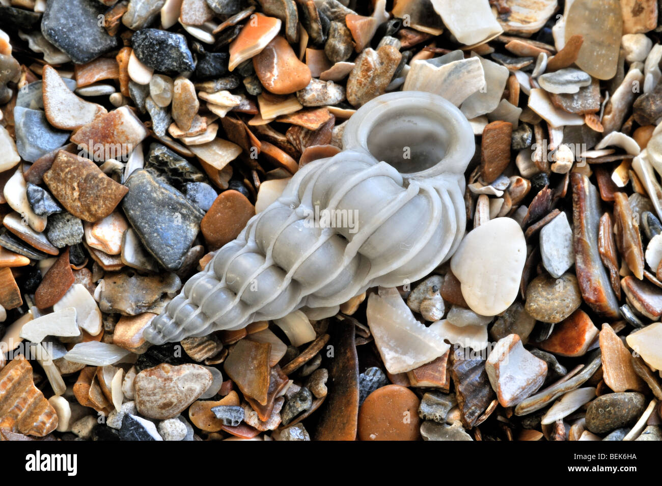Gemeinsame Wentletrap (Epitonium Clathrus) am Strand, Belgien Stockfoto