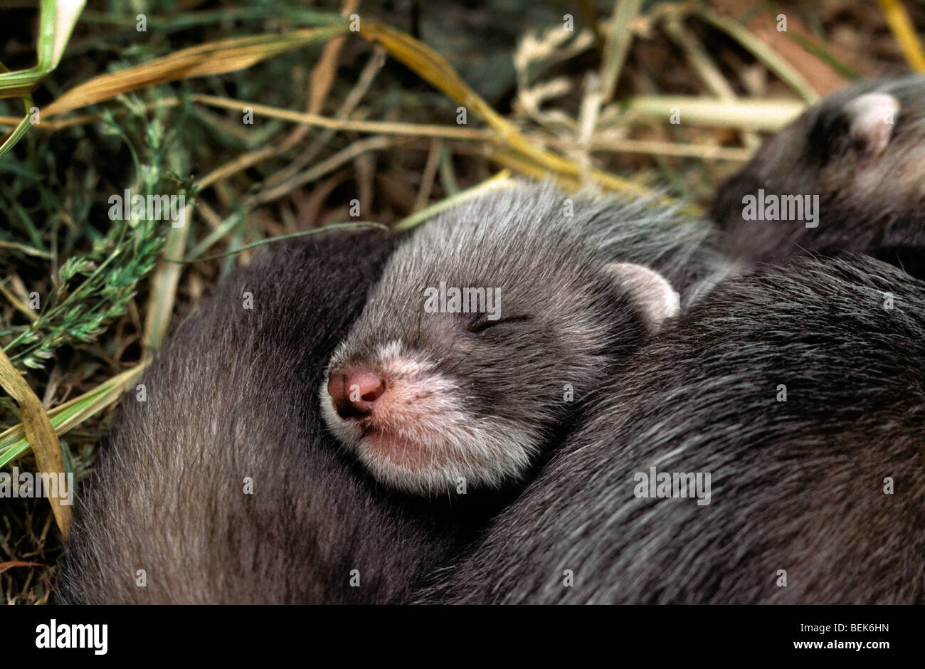 Junge europäische Iltissen (Mustela Putorius) zusammengerollt zusammen schlafen im Nest im Heu in der Scheune von Bauernhof Stockfoto