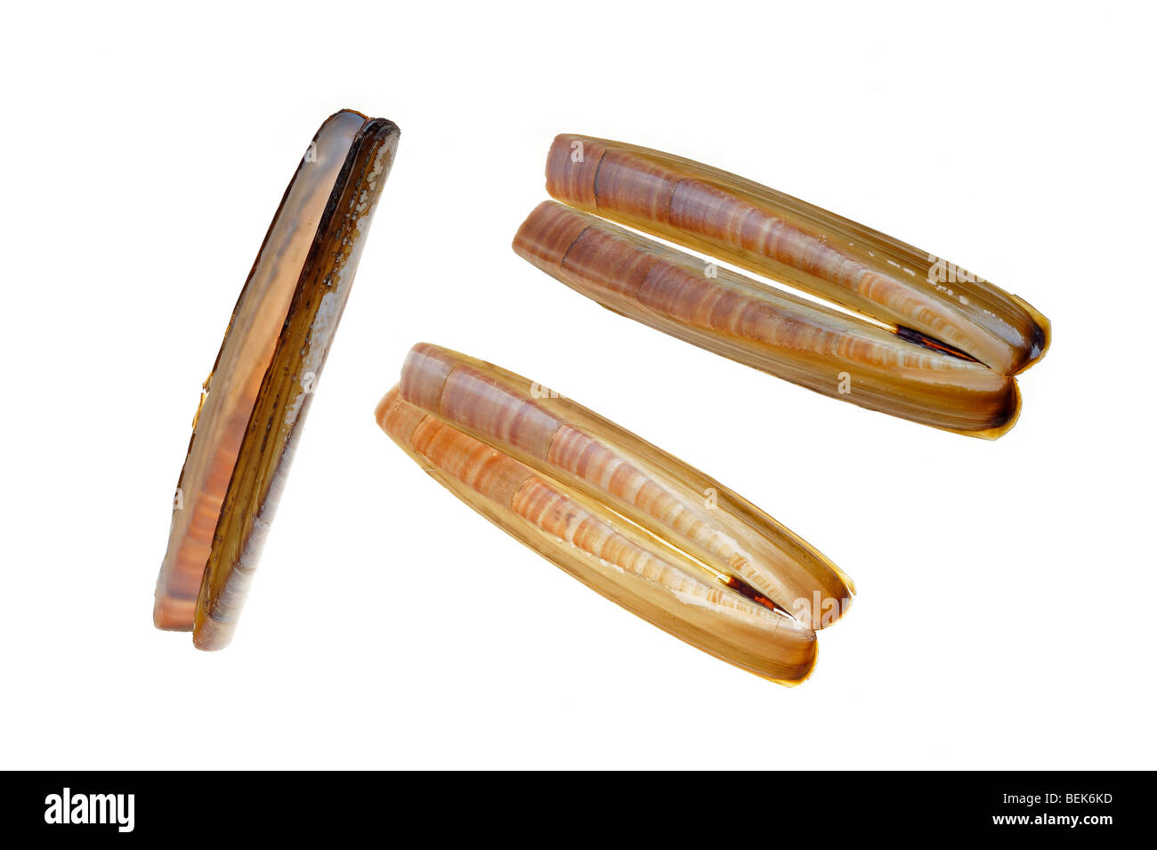 Atlantische Klappmesser / American Klappmesser Clam / Rasierer Venusmuscheln (Ensis Directus / Ensis Americanus), Belgien Stockfoto