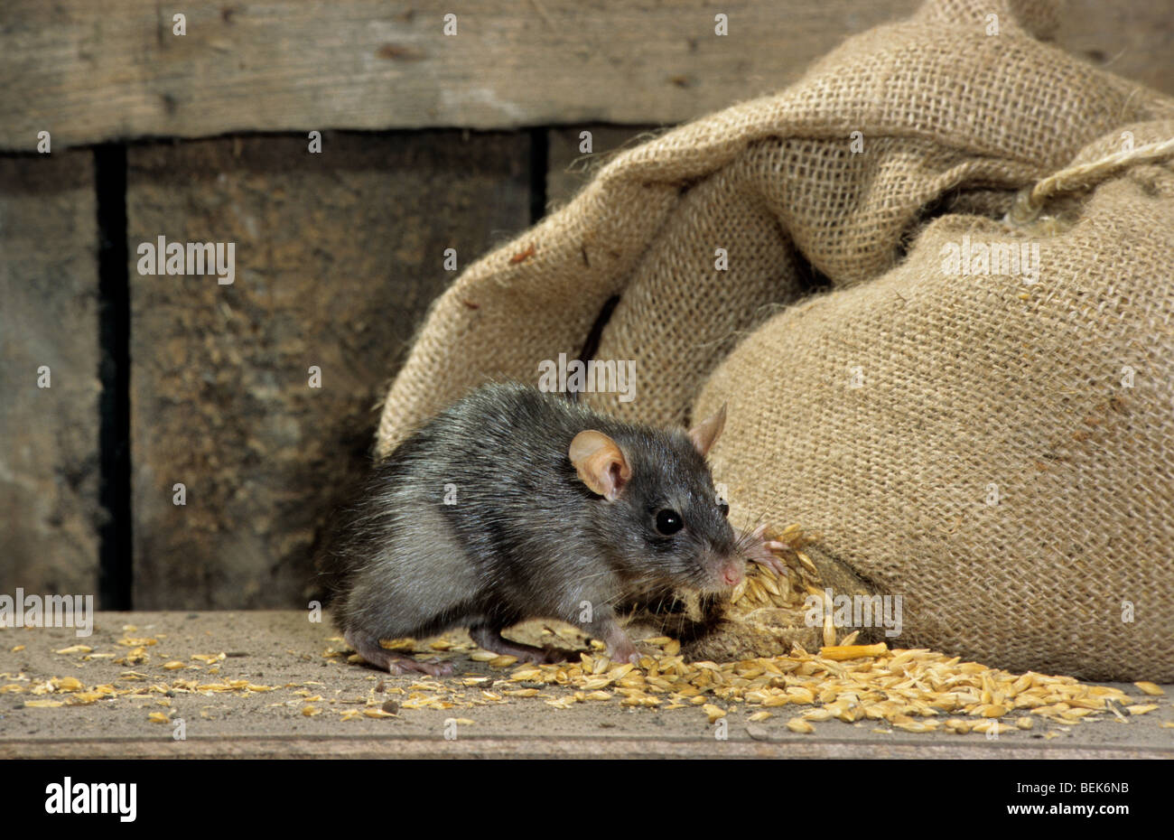 Schwarze Ratte (Rattus Rattus) im Stall von Mais aus Beutel mit Getreide ernähren Stockfoto