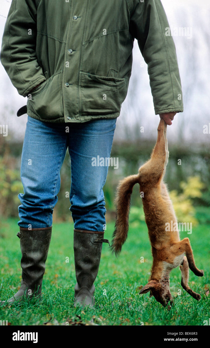Jäger mit Toten Fuchs (Vulpes Vulpes) Stockfoto