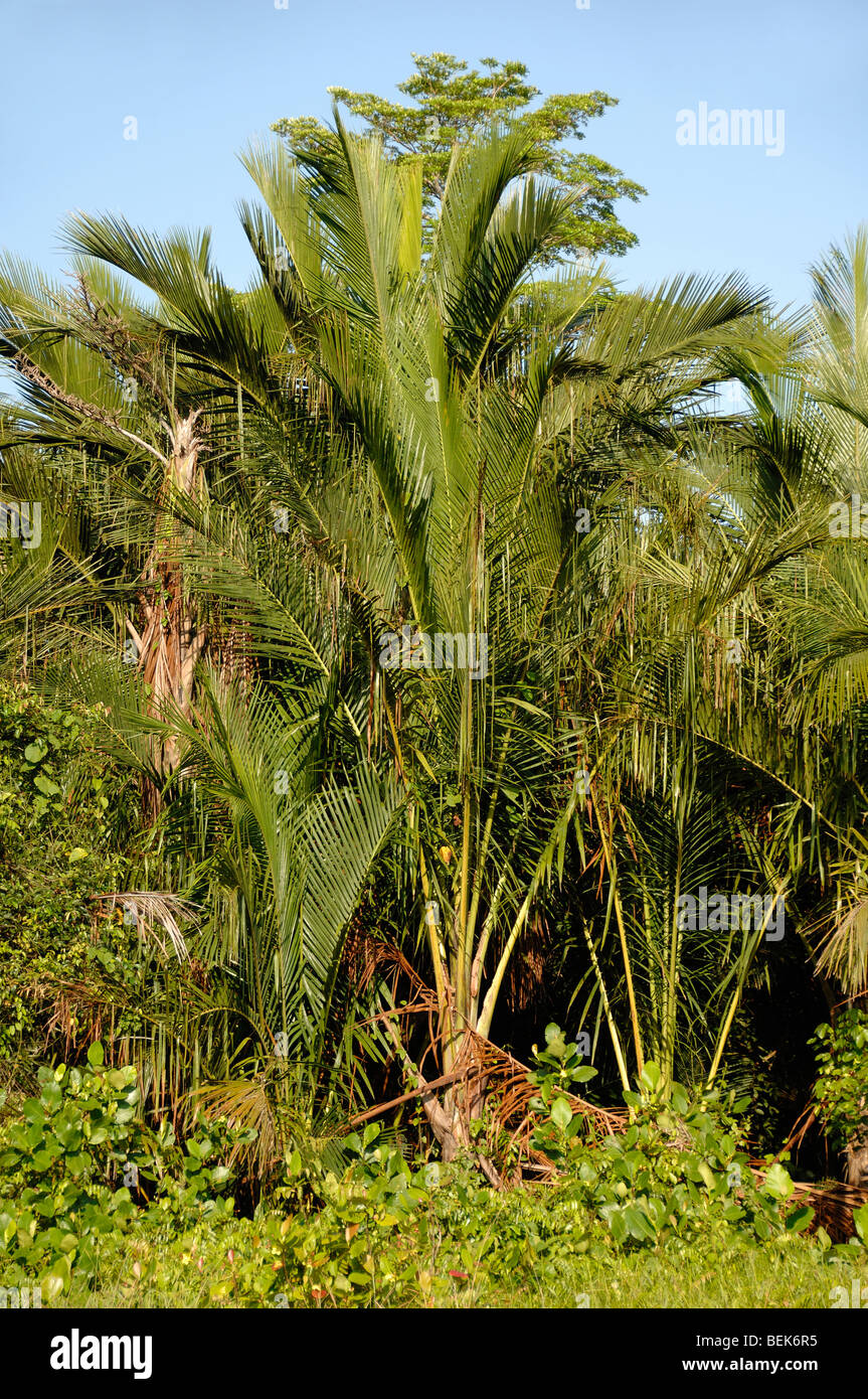 Sagopalme Plantage in der Nähe von Mukah Sarawak Malaysia Borneo Stockfoto