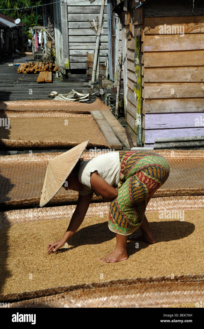 IBAN Frau trocknende Getreide auf Gemeinschaftsterrasse Langhaus in der Nähe von Kapit Sarawak Malaysia Borneo Stockfoto