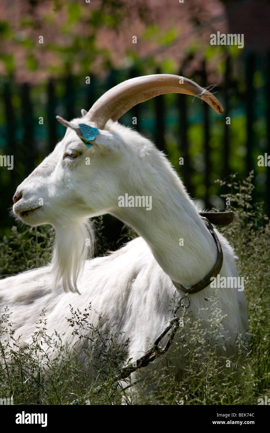 Porträt von weißen Hausziege (Capra Hircus) Bock mit Ohrmarken auf Bauernhof Stockfoto