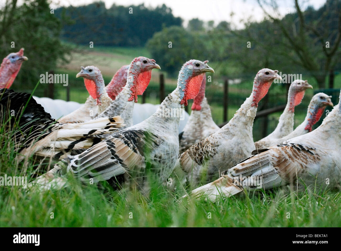 Domestizierte Truthühner (Meleagris Gallopavo) Hennen am Geflügelhof Stockfoto