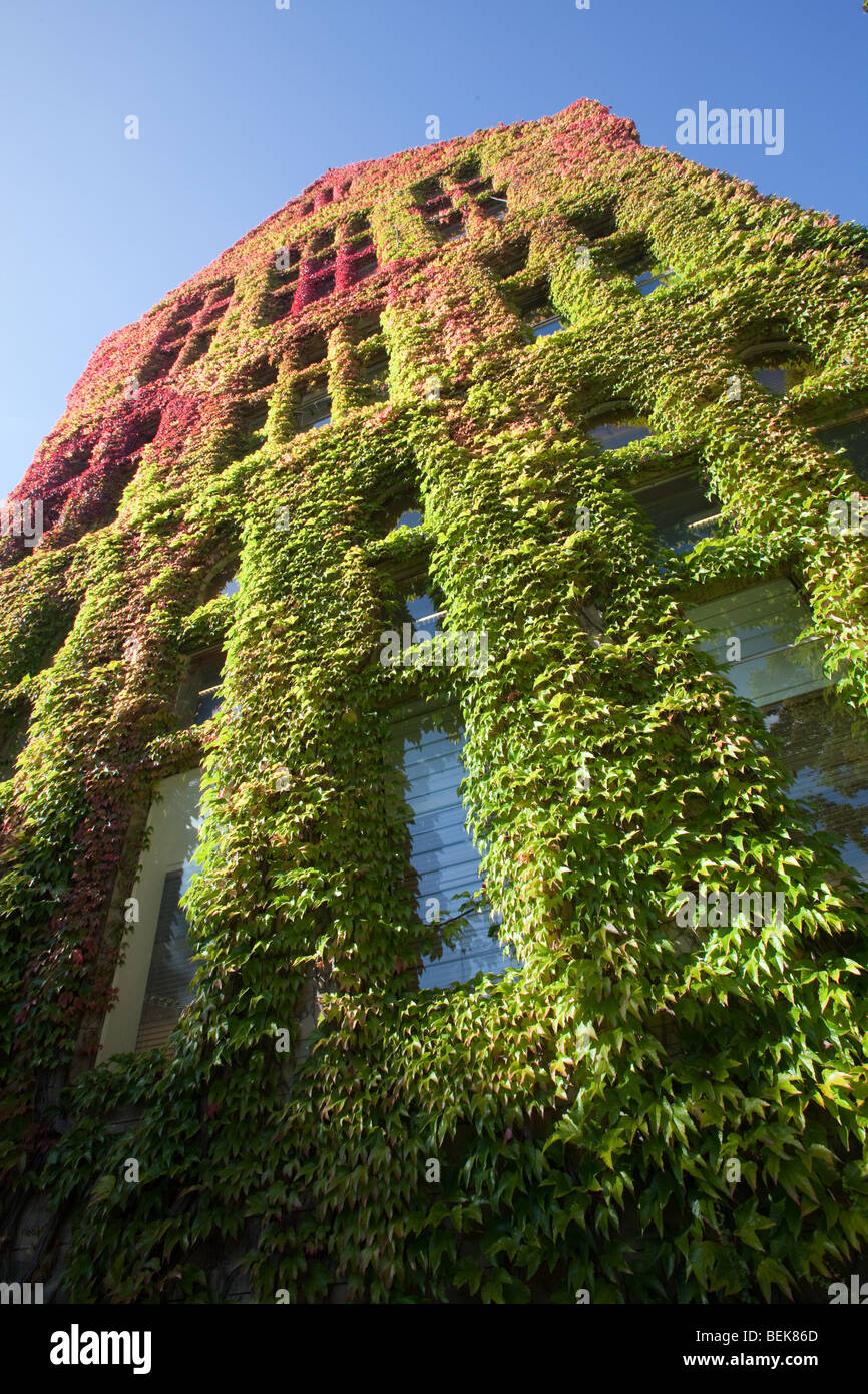 Weinreben im Herbst auf Beyer Gebäude im alten Viereck, The University of Manchester, UK Stockfoto