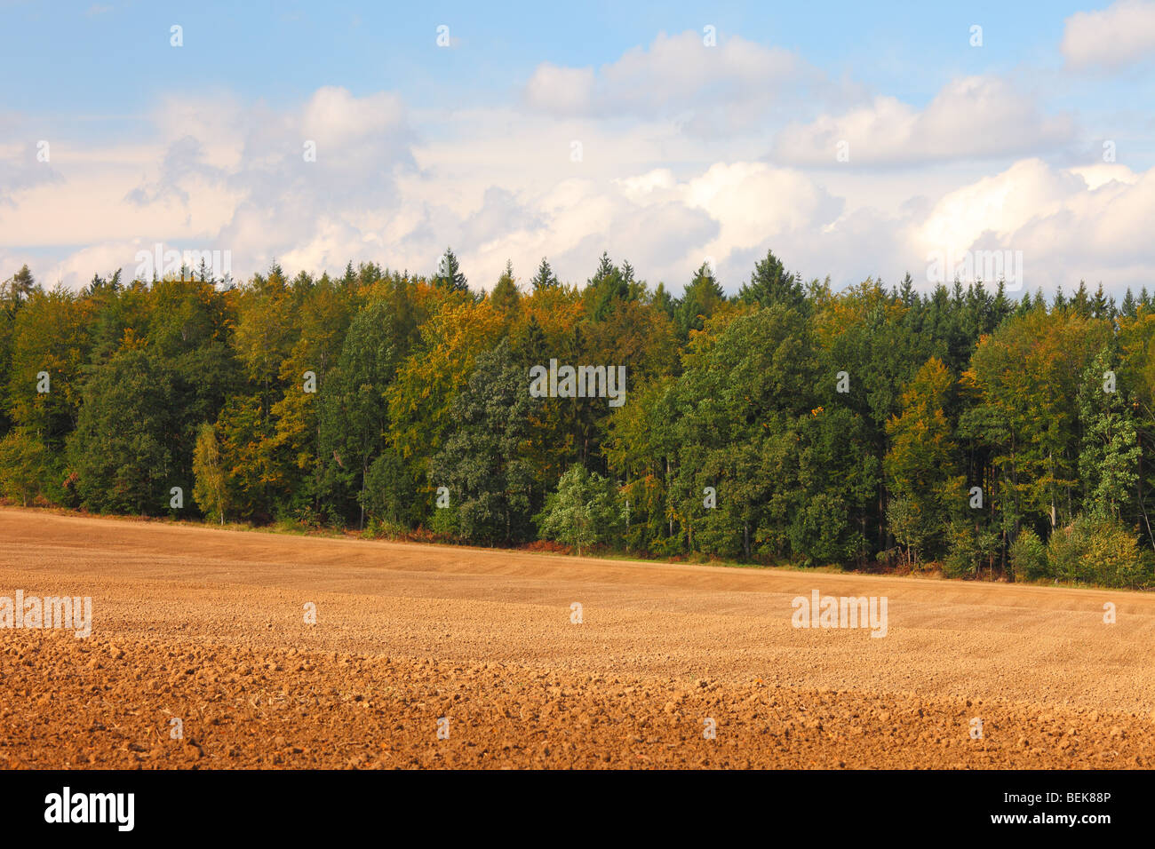 Feld Wald und bewölktem Himmel Stockfoto