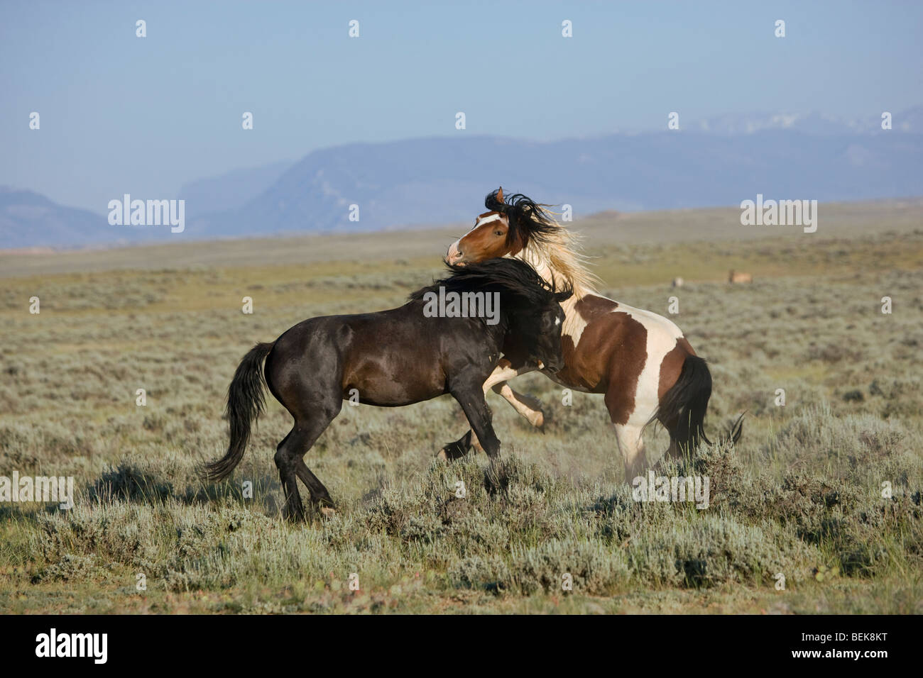 Tier Pferd McCullough Gipfeln Mustang Wild Vereinigte Staaten USA Stockfoto