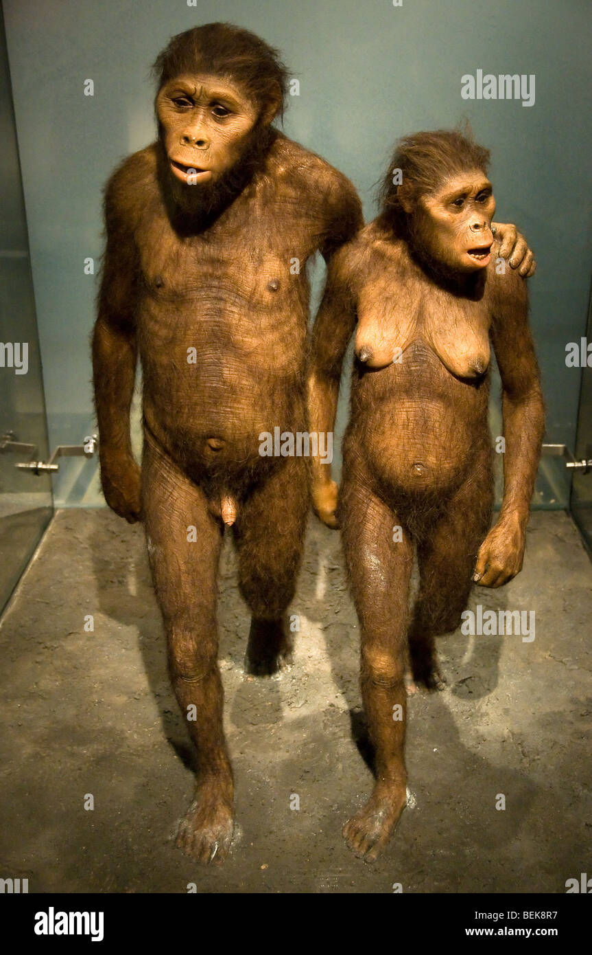 Australopithecus-paar-Ausstellung im American Museum of Natural History, New York, Halle des menschlichen Ursprung Stockfoto