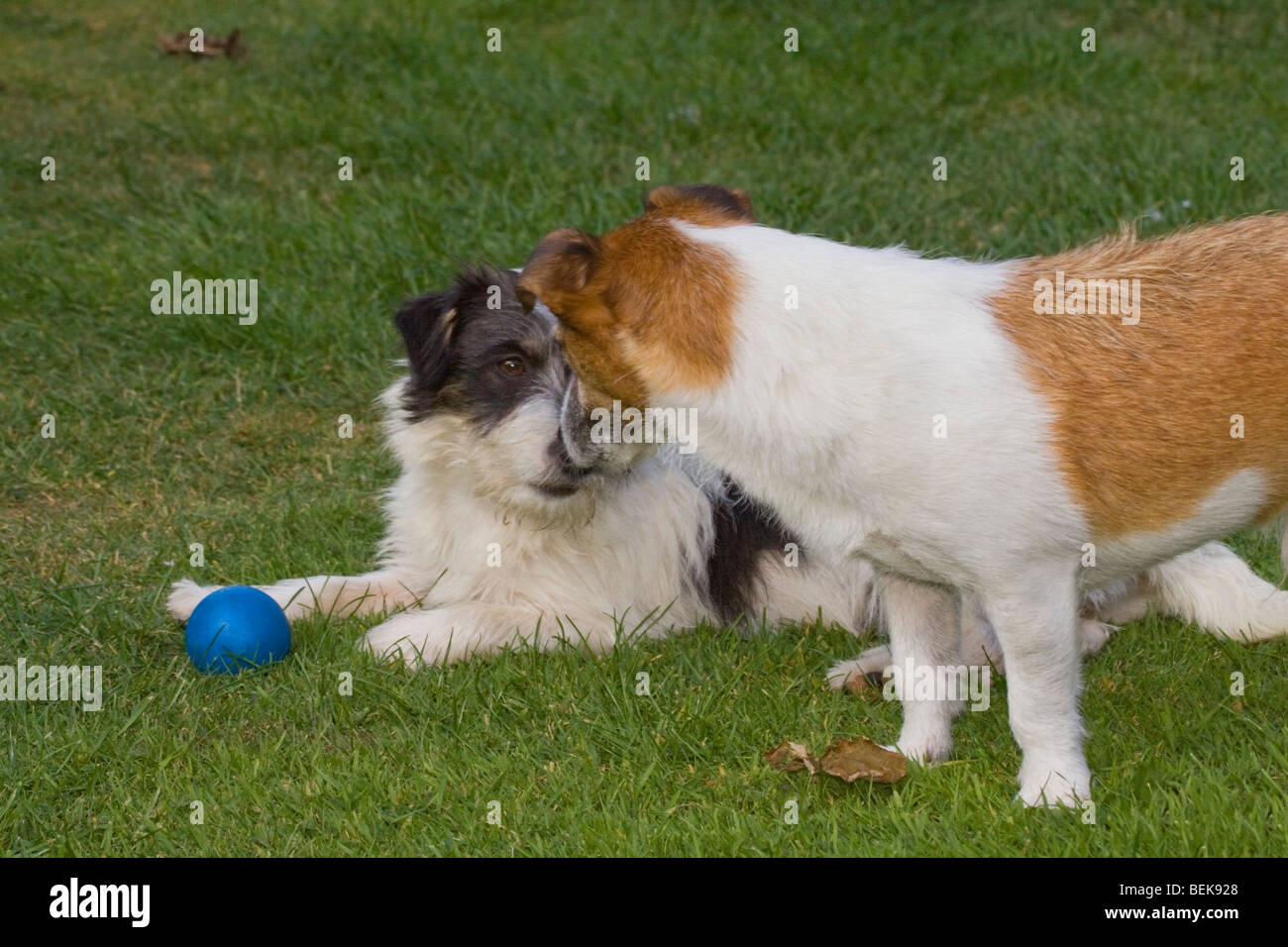 niedrige Sicht auf zwei Jack Russell Terrier spielen im Garten Stockfoto