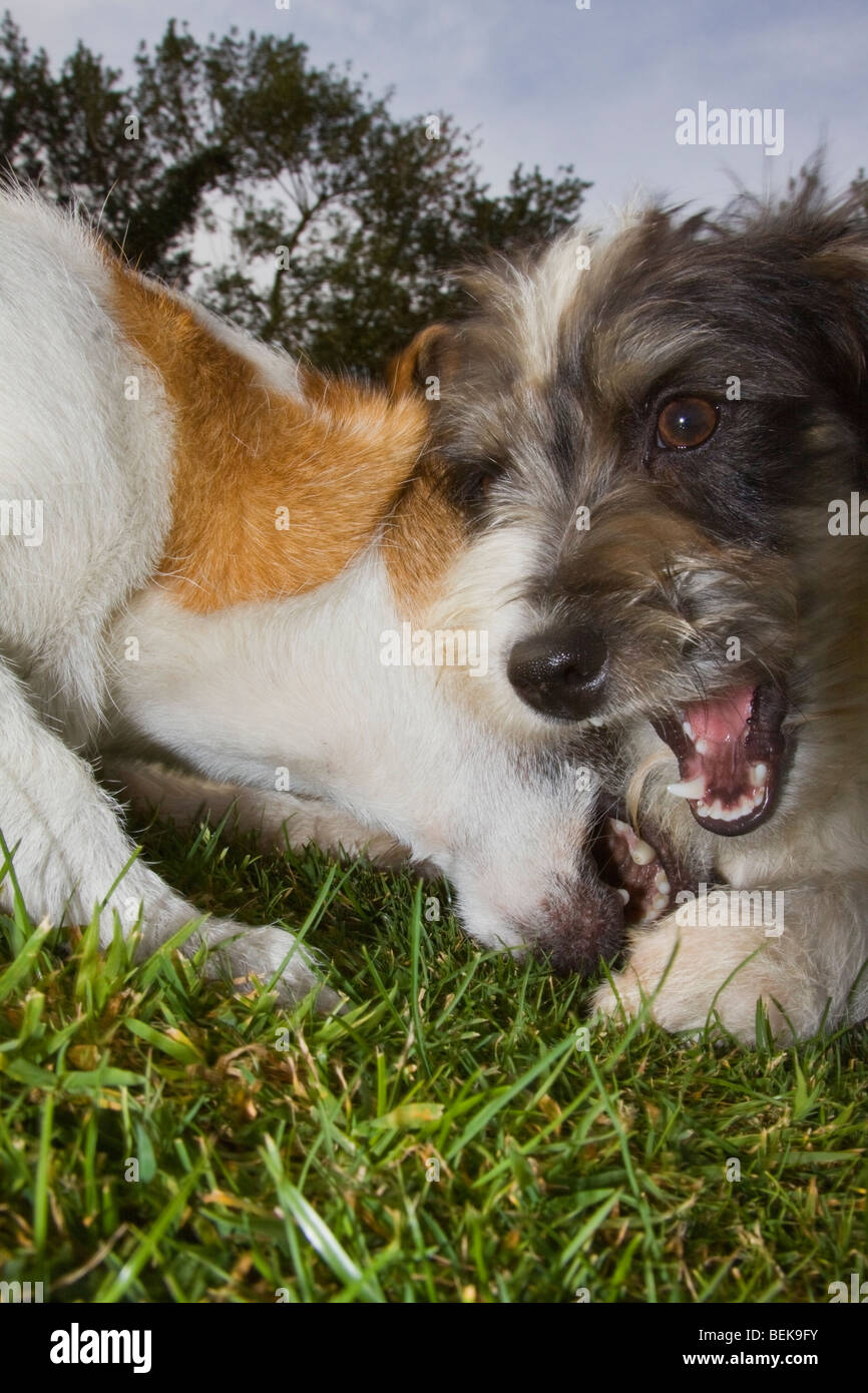 niedrige Sicht auf zwei Jack Russell Terrier spielen im Garten Stockfoto