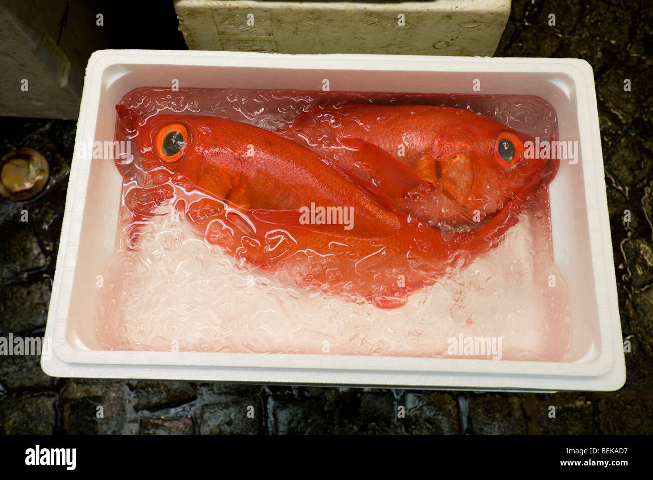 Zwei rote Schnapper in Eis zum Verkauf an der Tsukiji-Fischmarkt, Tokyo, Japan Stockfoto