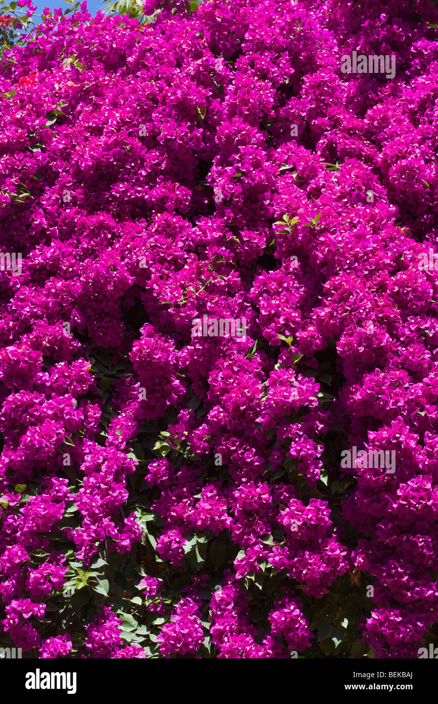 Violetten Bougainvillea-Marokko Stockfoto
