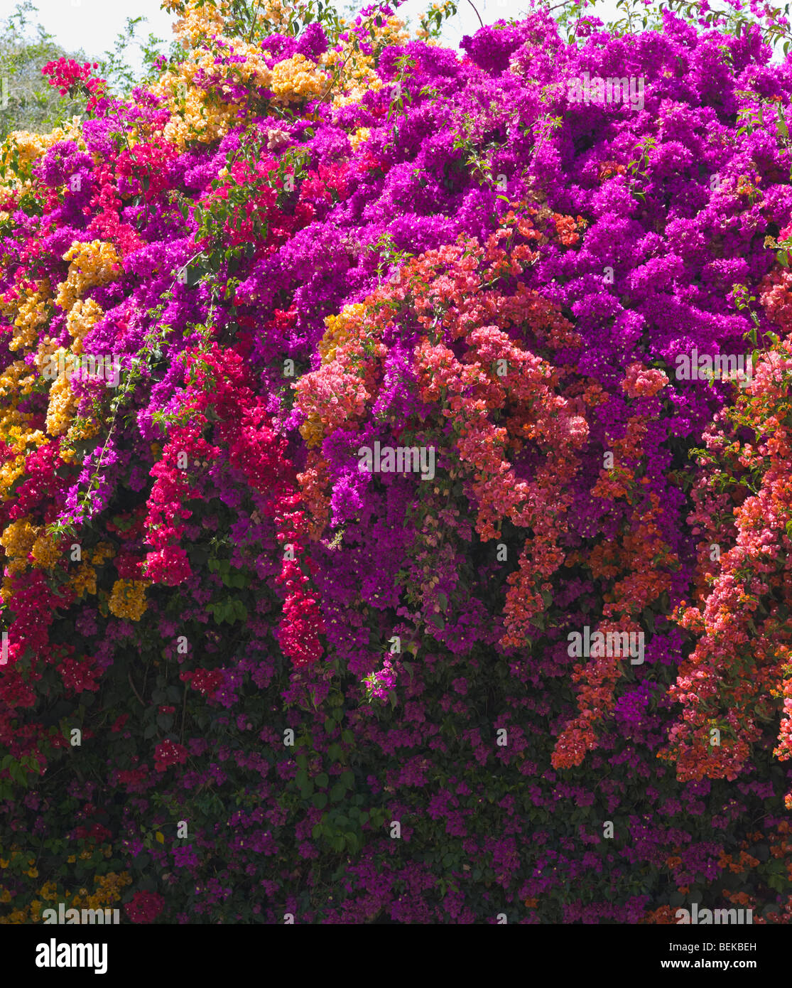 Viele Farben der Bougainvillea-Marokko Stockfoto