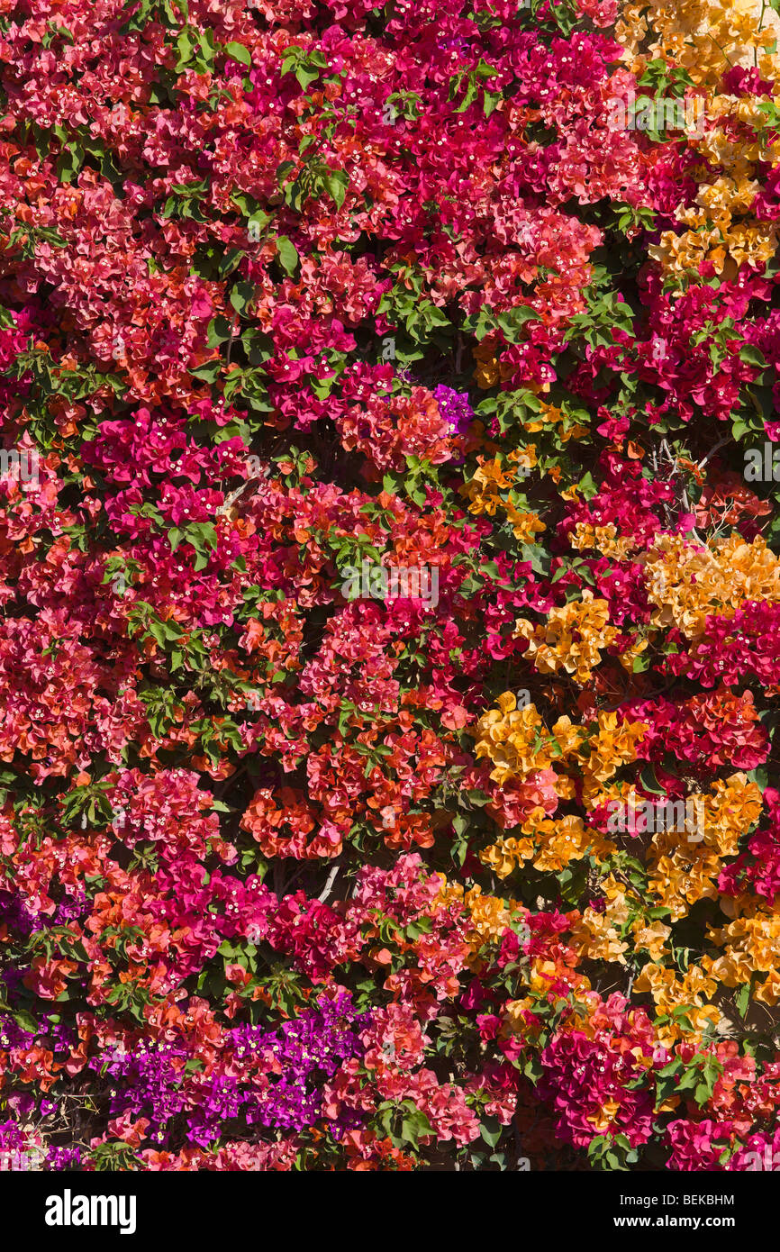 Viele Farben der Bougainvillea-Marokko Stockfoto