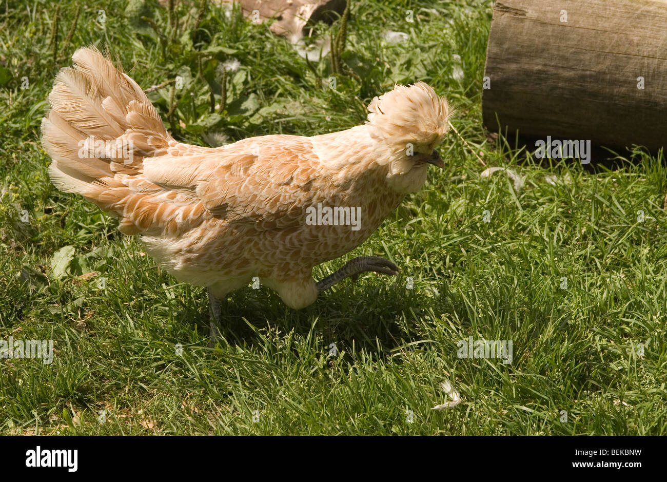 Ein Crested polnischen Huhn auf der Festung Louisbourg in Neuschottland. Stockfoto