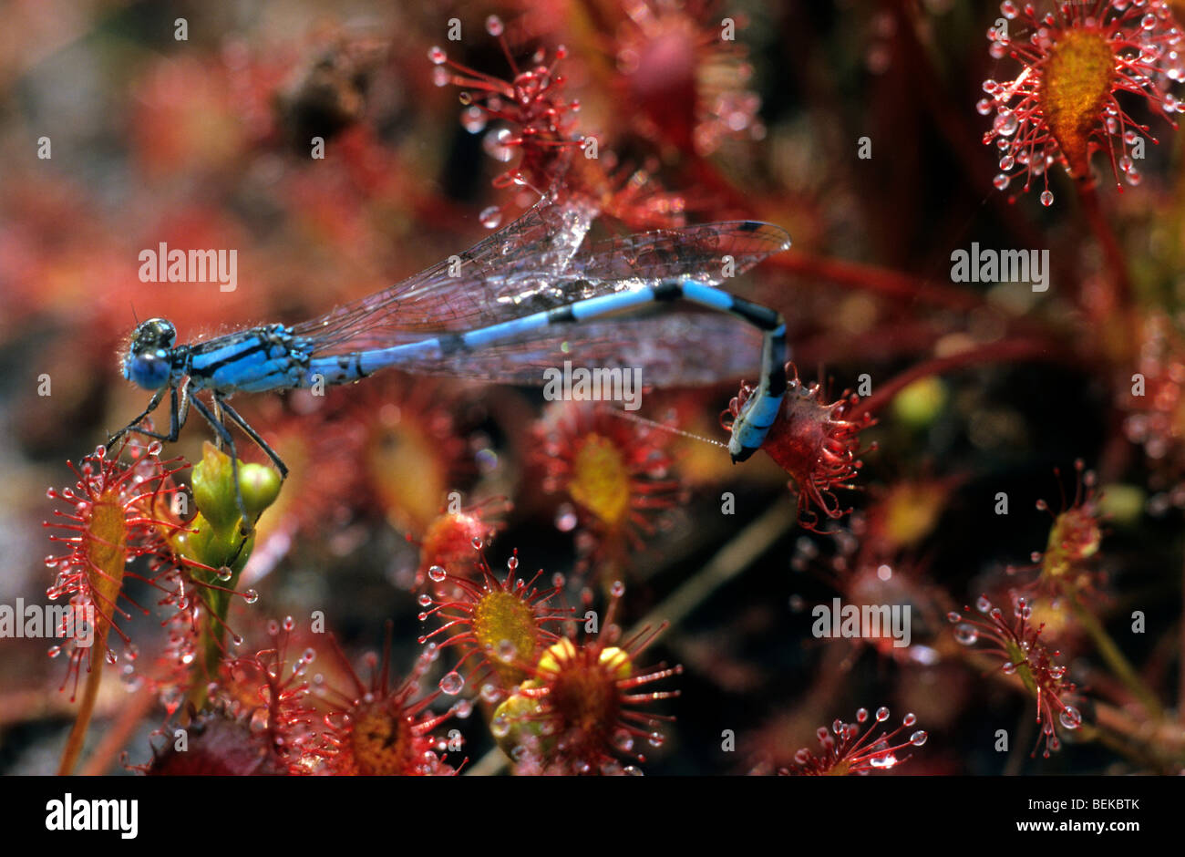 Gemeinsamen blue Damselfly (Enallagma Cyathigerum) gefangen lange Endivie Sonnentau Stockfoto