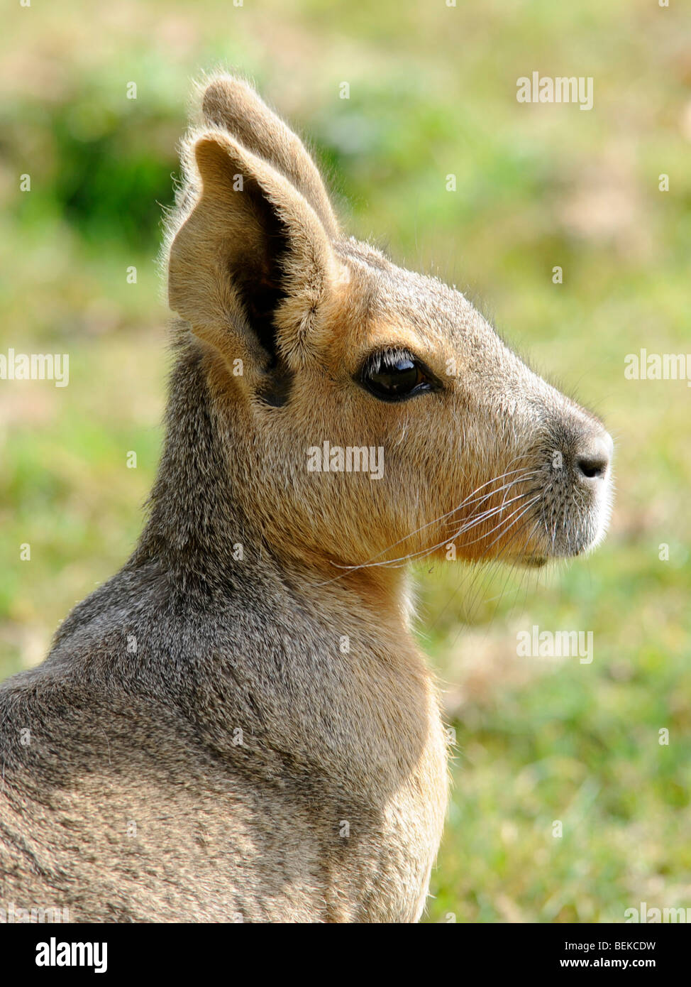 Der Leiter der ein großes Nagetier ein capybara Stockfoto