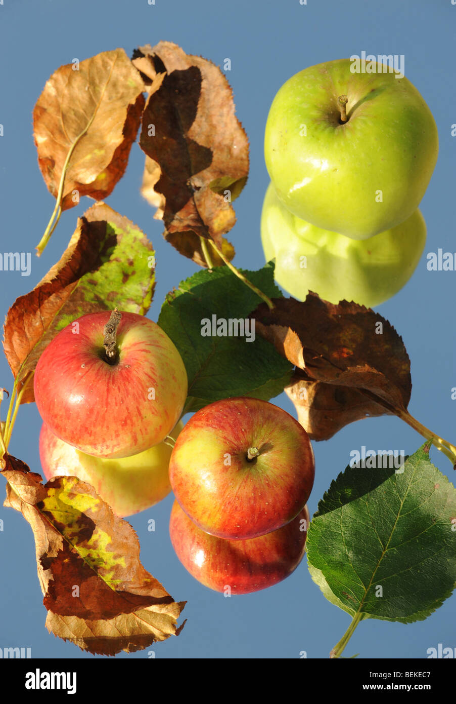 Rot und Grün Englisch Äpfel mit Blättern vor blauem Himmel im Herbst reflektiert Stockfoto