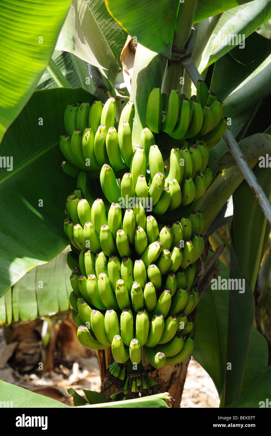 Kanarische banane -Fotos und -Bildmaterial in hoher Auflsung  Alamy