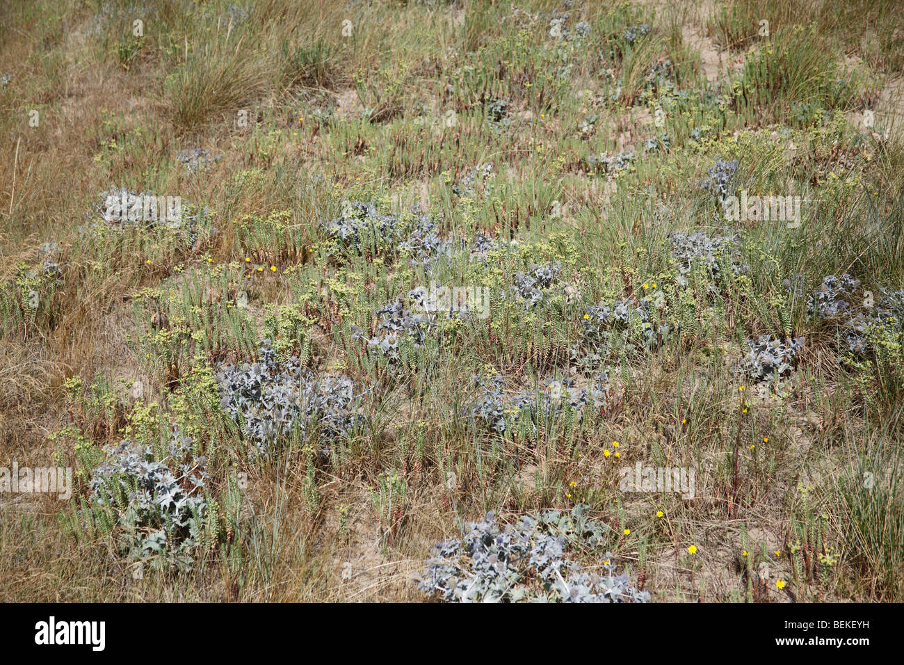 Sanddünen an der Küste von Nordwales Stockfoto