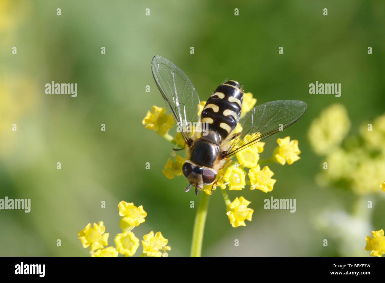 Hoverfly (Scaeva Pyrastri) im Ruhezustand auf Blume Stockfoto