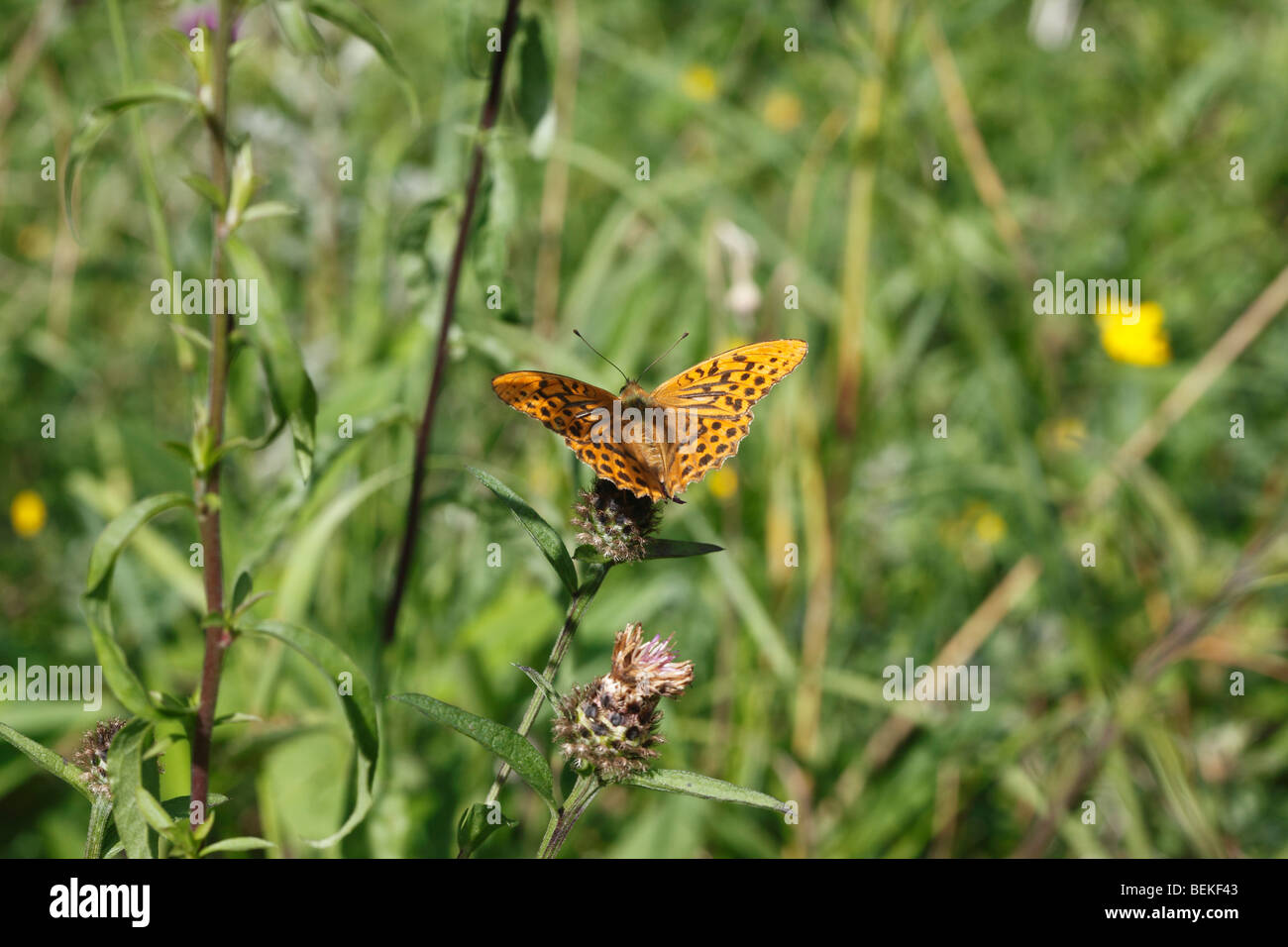 Dunkel grün Fritillary (Argynnis Aglaja) männlich nehmen Nektar Stockfoto