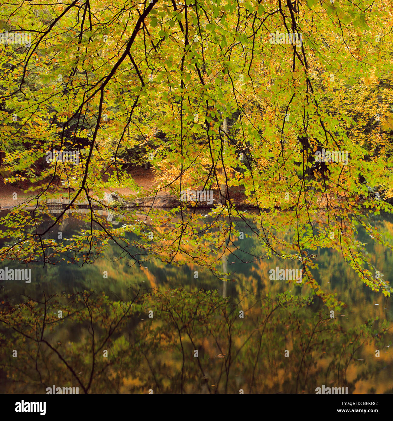 Herbstliche Buche bei Fuhrleuten Wells, Surrey, England, UK. Stockfoto