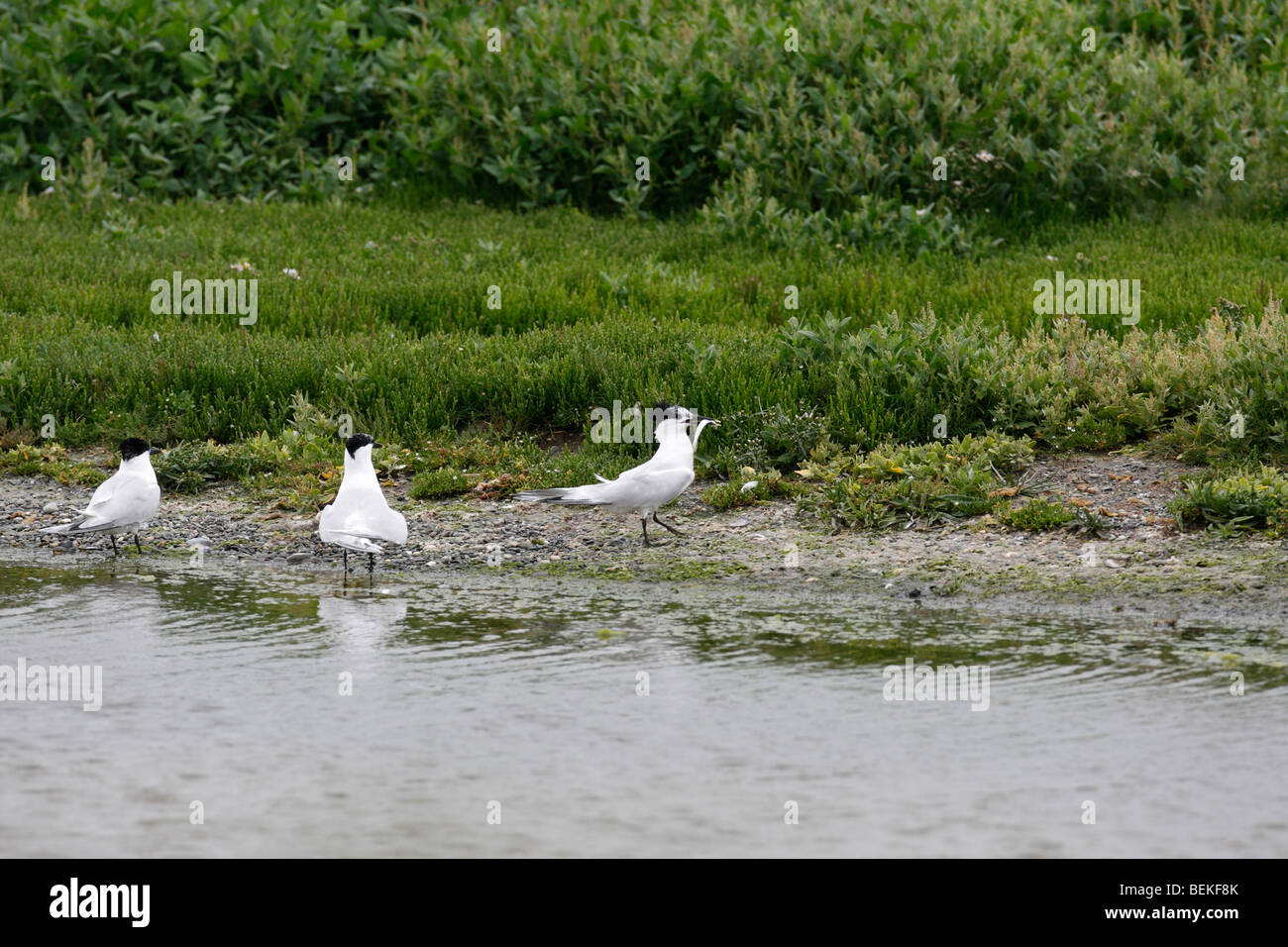 Brandseeschwalbe (Sterna Sandvicensis) auf Boden mit Fisch Stockfoto