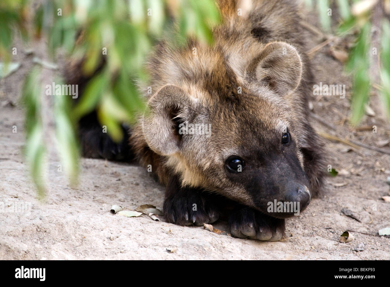 Gefleckte Hyänen (Crocuta Crocuta) Cub außerhalb der Clans Höhle ruht. Stockfoto