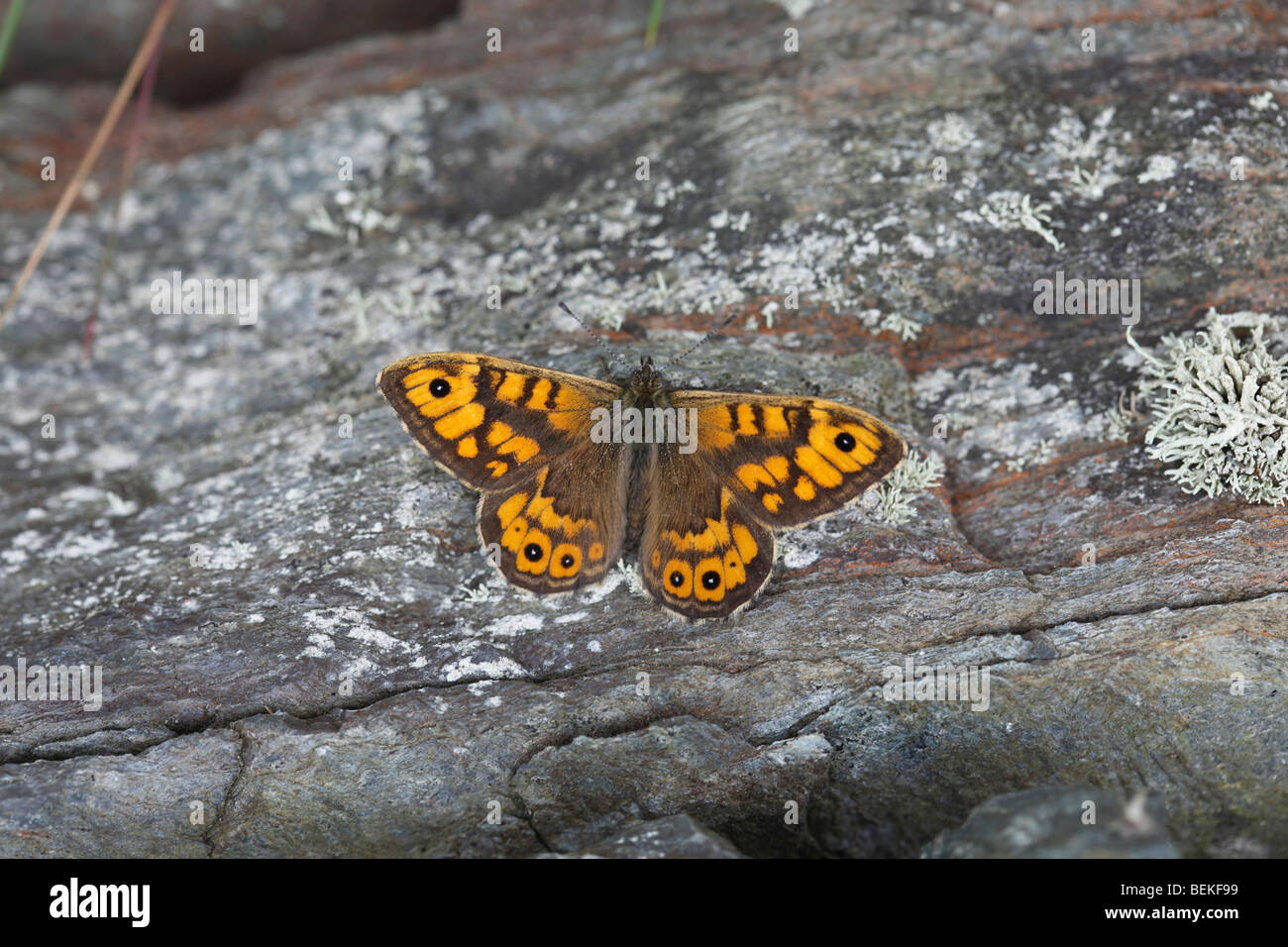 Wand braun Schmetterling (Lasiommata Megera) im Ruhezustand auf Steinmauer Stockfoto