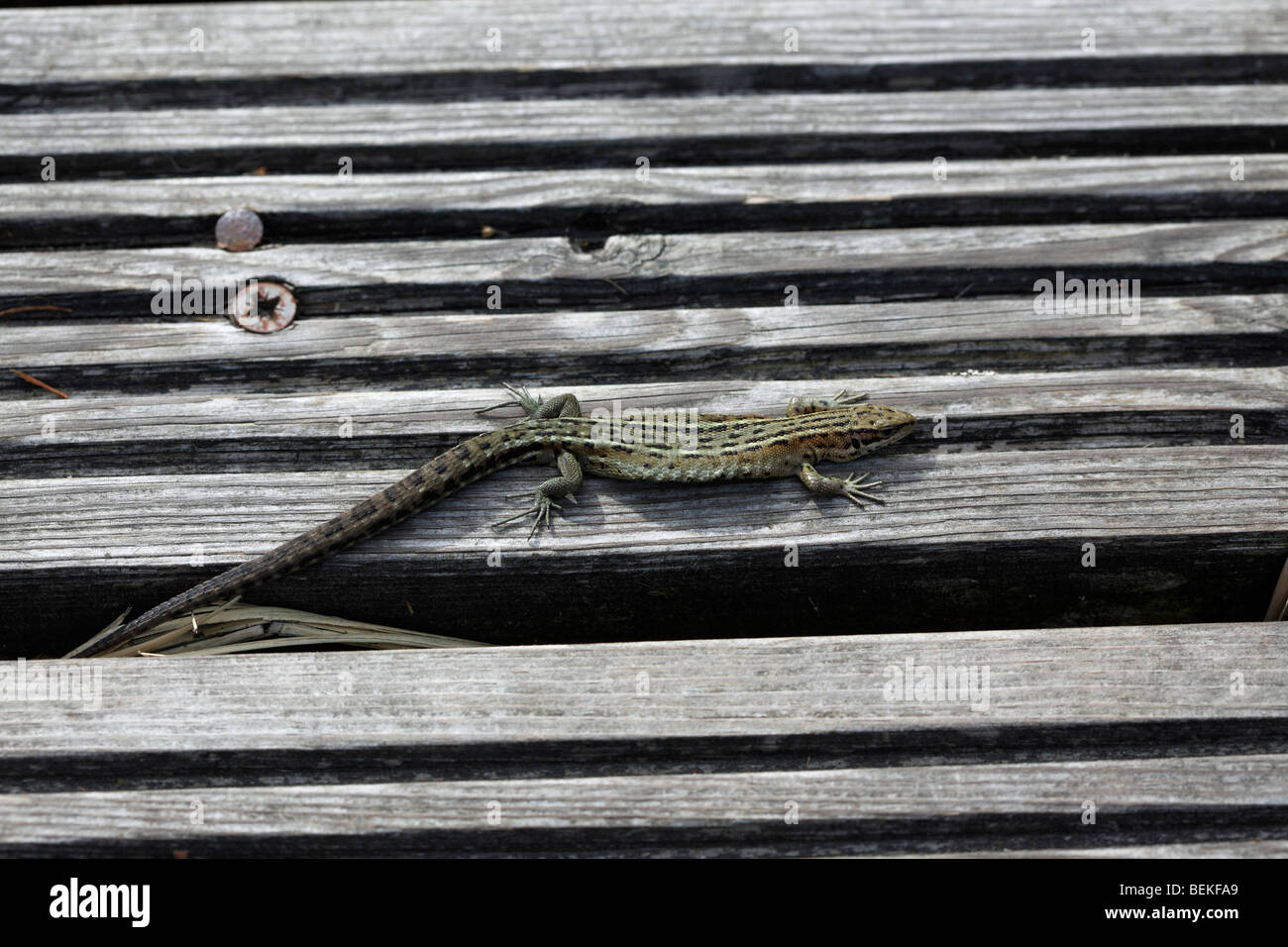 Gemeinen Eidechse (Lacerta Vivipara) sonnen sich auf Promenade Stockfoto