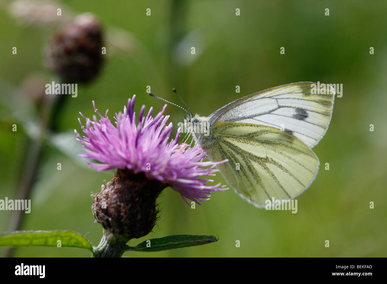 Grün geädert weiß (Pieris Napi) nehmen Nektar aus Flockenblume Stockfoto