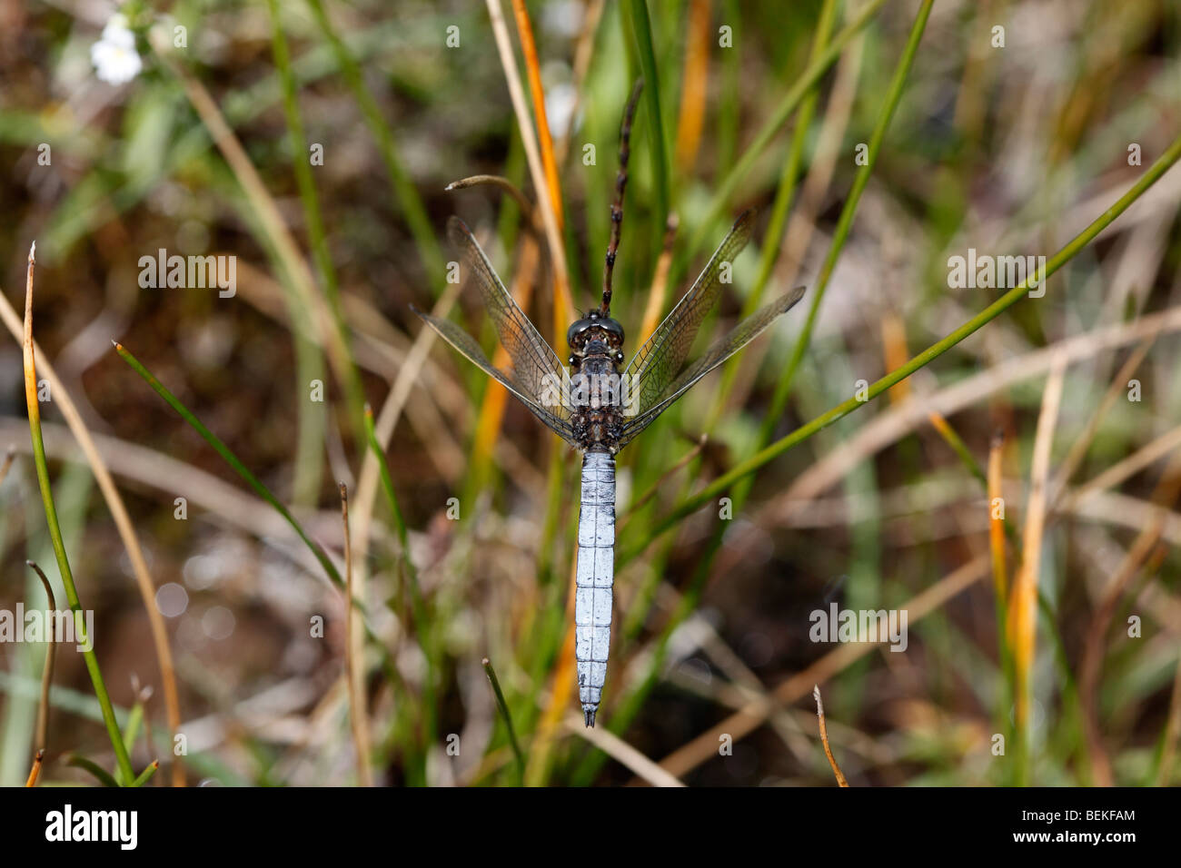 Gekielte Skimmer (Orthetrum Coerulescens) männlich ruht auf reed Stockfoto