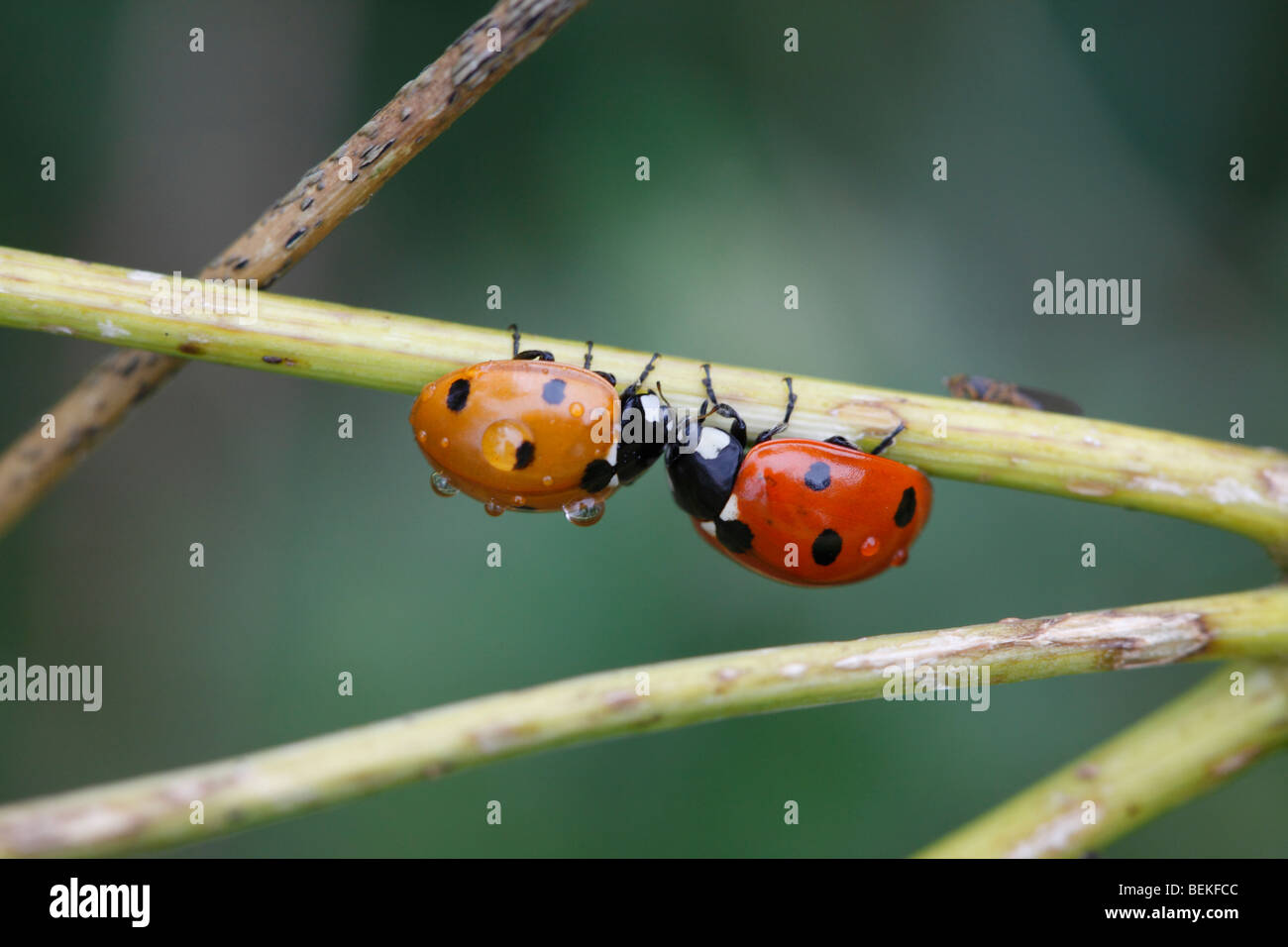 Sieben spot Marienkäfer (Coccinella 7-Trommler) auf Narren Petersilie Stockfoto