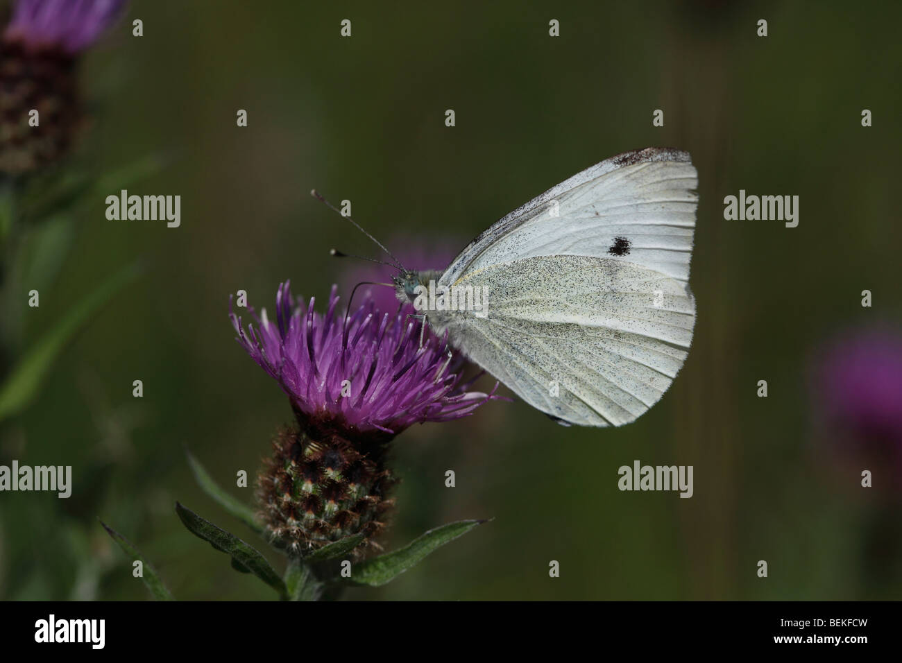 Kleiner weißer Schmetterling (Pieris Rapae) Einnahme von Nektar aus Flockenblume Stockfoto