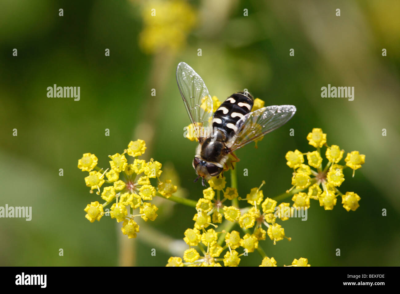 Hoverfly (Scaeva Pyrastri) im Ruhezustand auf Blume Stockfoto