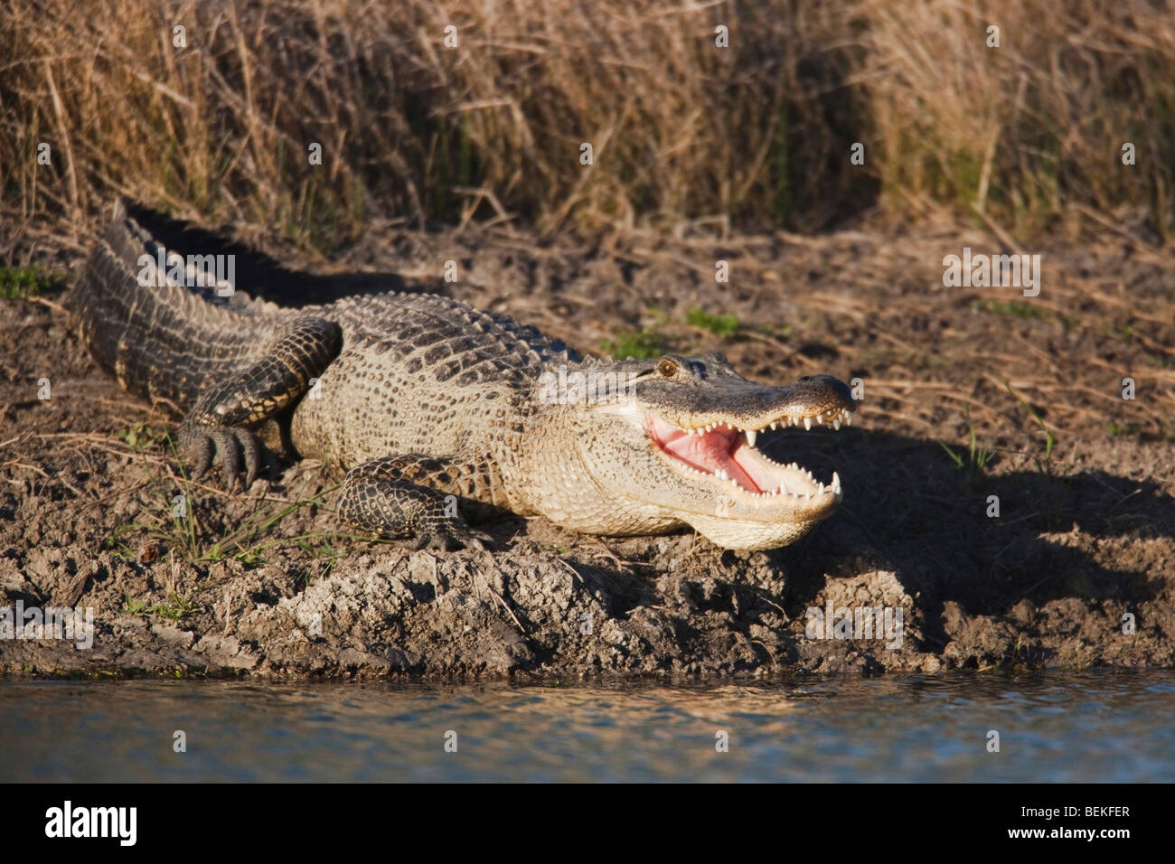 Amerikanischer Alligator (Alligator Mississipiensis), Sonnenbaden, Mund öffnen, Sinton, Fronleichnam, Coastal Bend, Texas, USA Stockfoto