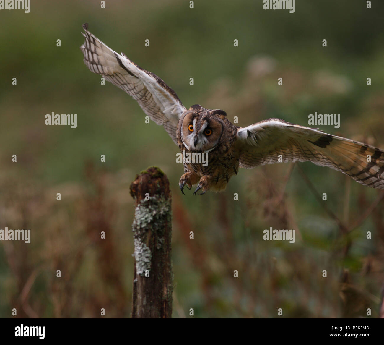 Lange eared Eule (Asio Otus) fliegen, um post Zaun Stockfoto