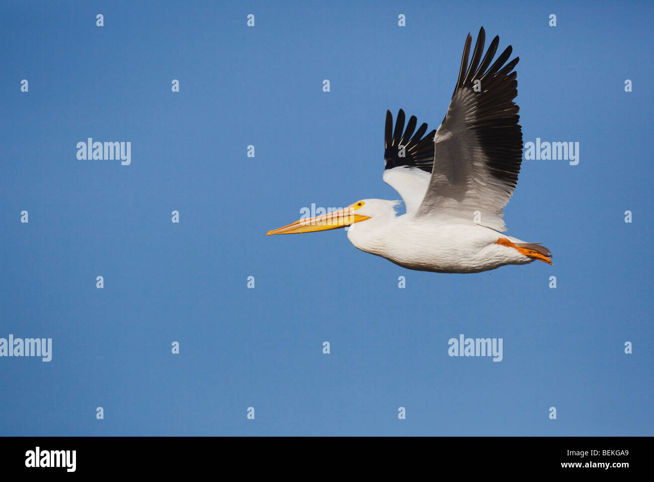 American White Pelikan (Pelecanus Erythrorhynchos), Erwachsene im Flug, Sinton, Fronleichnam, Coastal Bend, Texas, USA Stockfoto