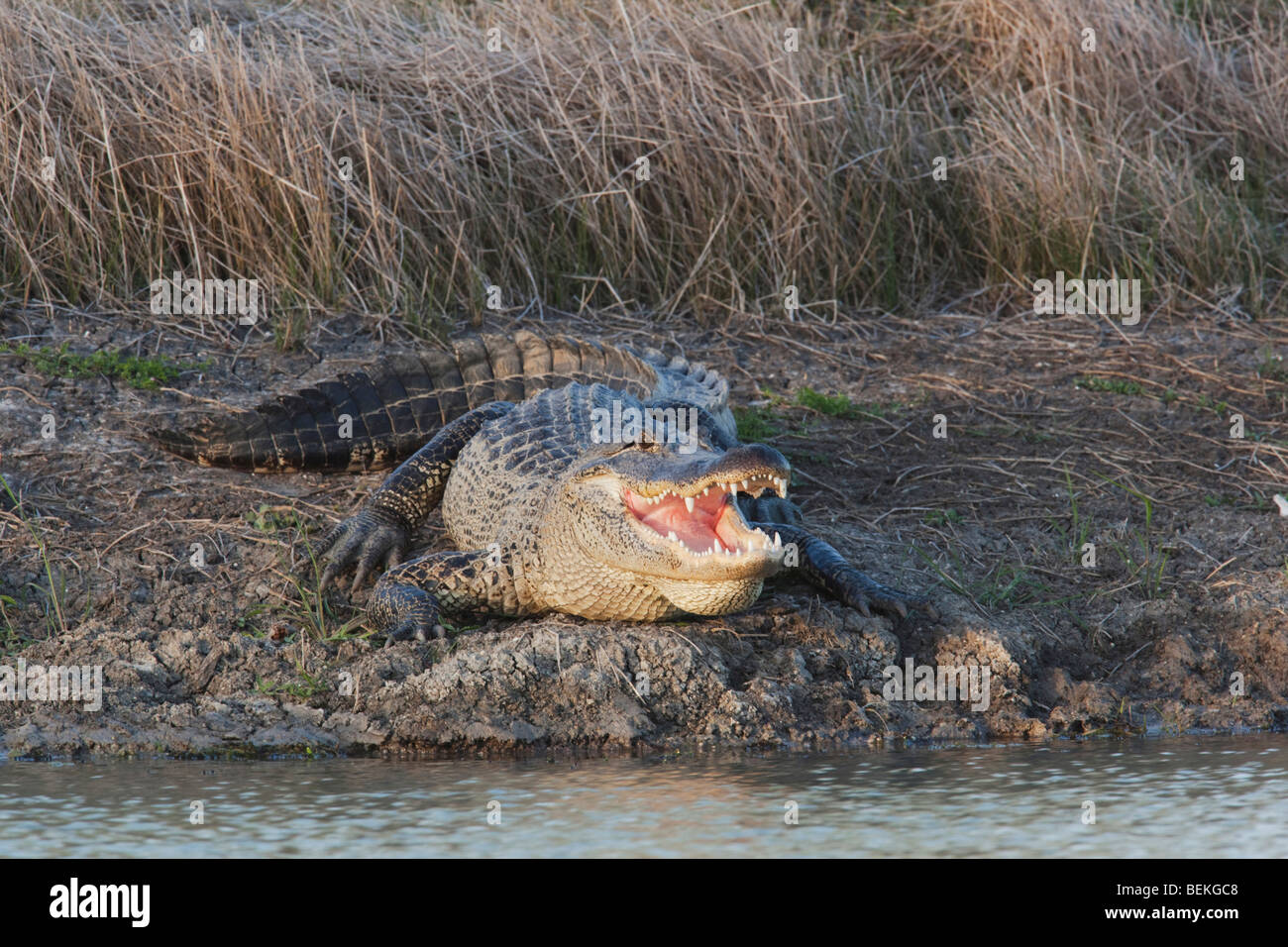Amerikanischer Alligator (Alligator Mississipiensis), Mund öffnen, Sinton, Fronleichnam, Coastal Bend, Texas, USA Stockfoto