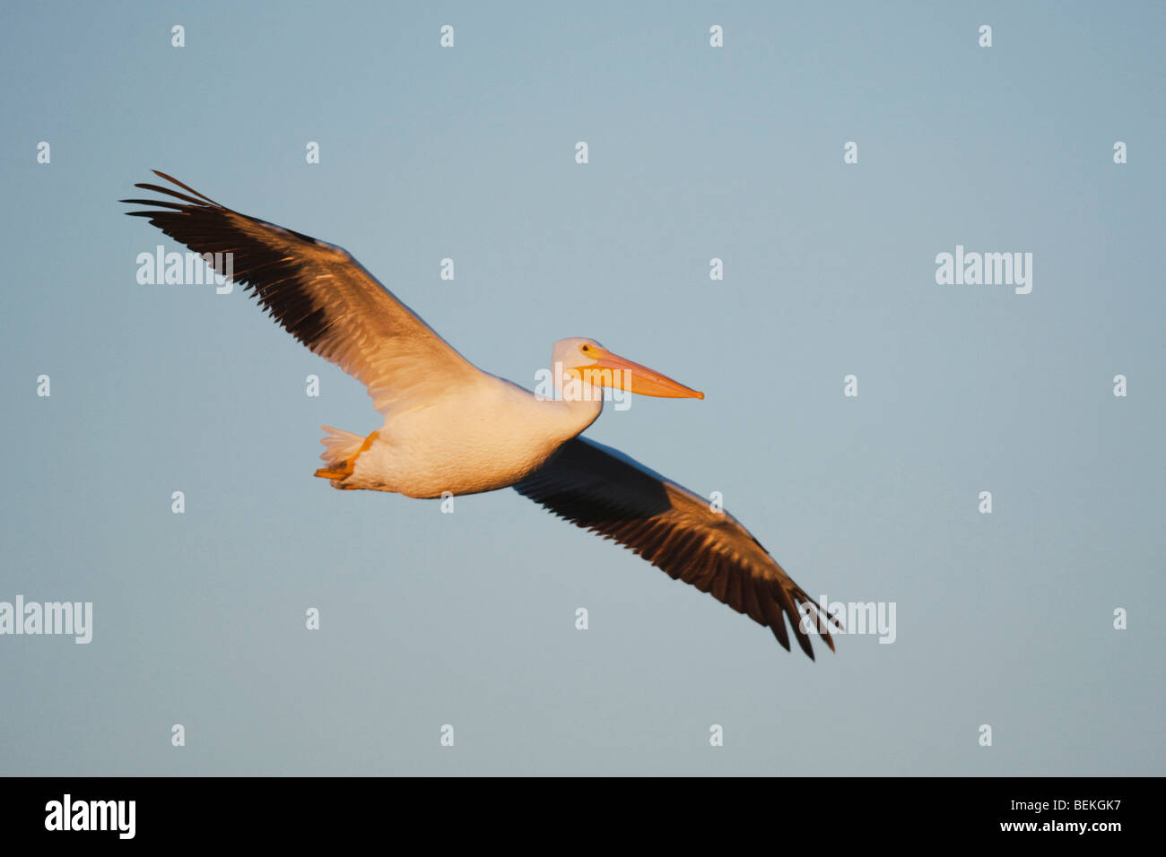 American White Pelikan (Pelecanus Erythrorhynchos), Erwachsene im Flug, Sinton, Fronleichnam, Coastal Bend, Texas, USA Stockfoto