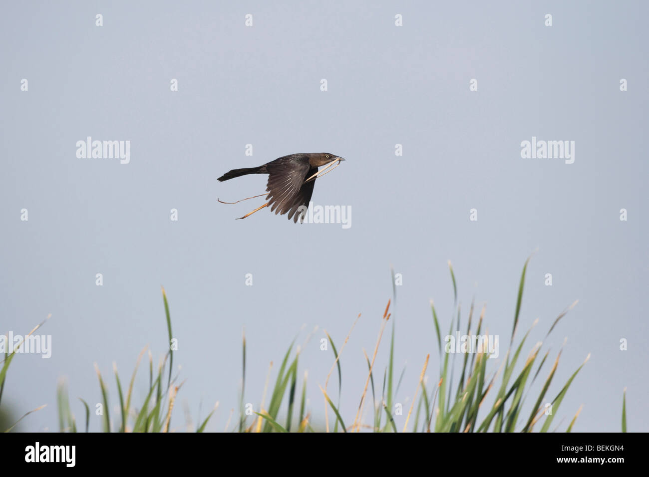 Fliegt Amseln Stockfotos und bilder Kaufen Alamy