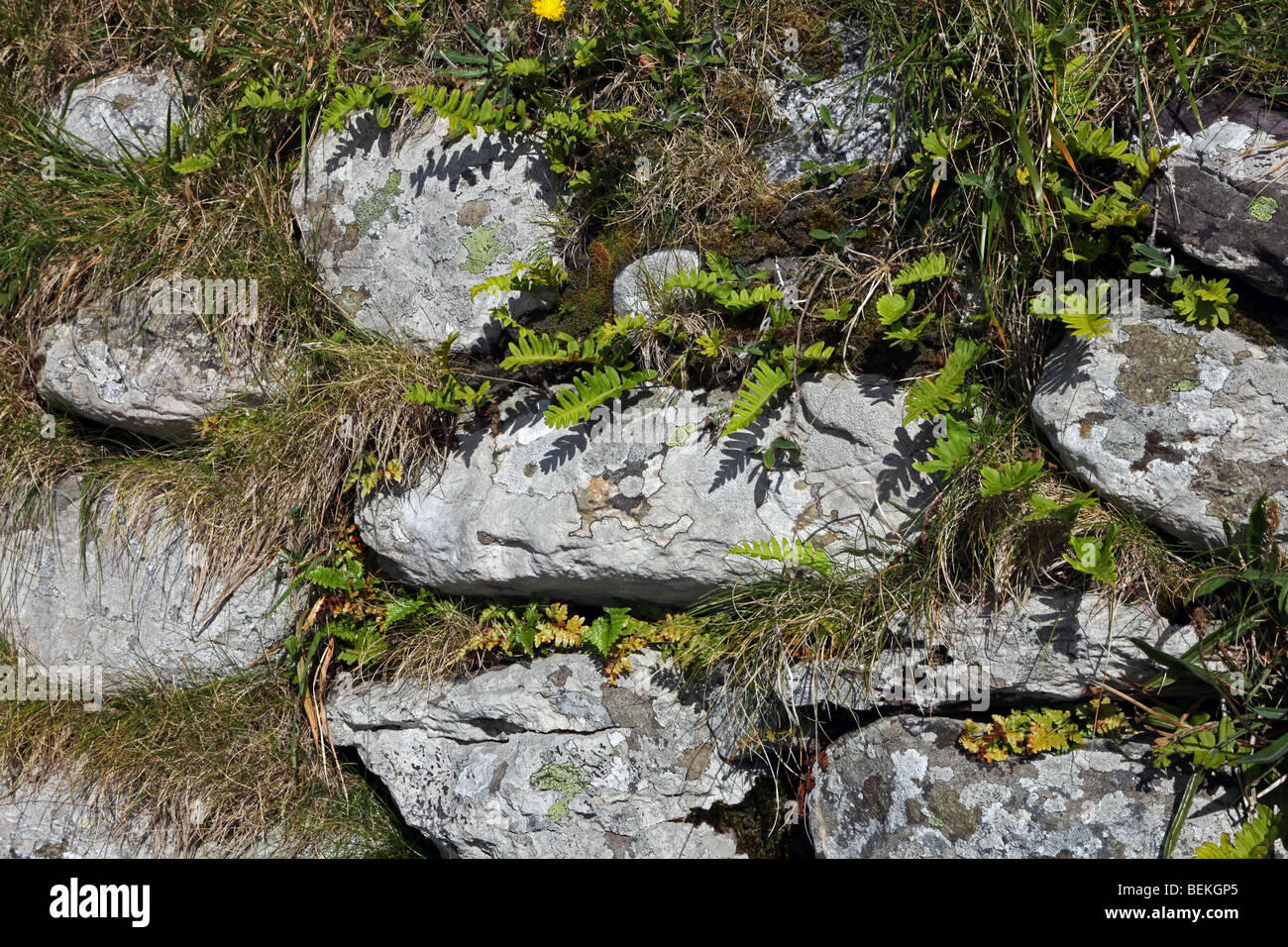 Trockenmauer kolonisiert durch Pflanzen, KilCatherine Friedhof, Beara Halbinsel, Irland Stockfoto