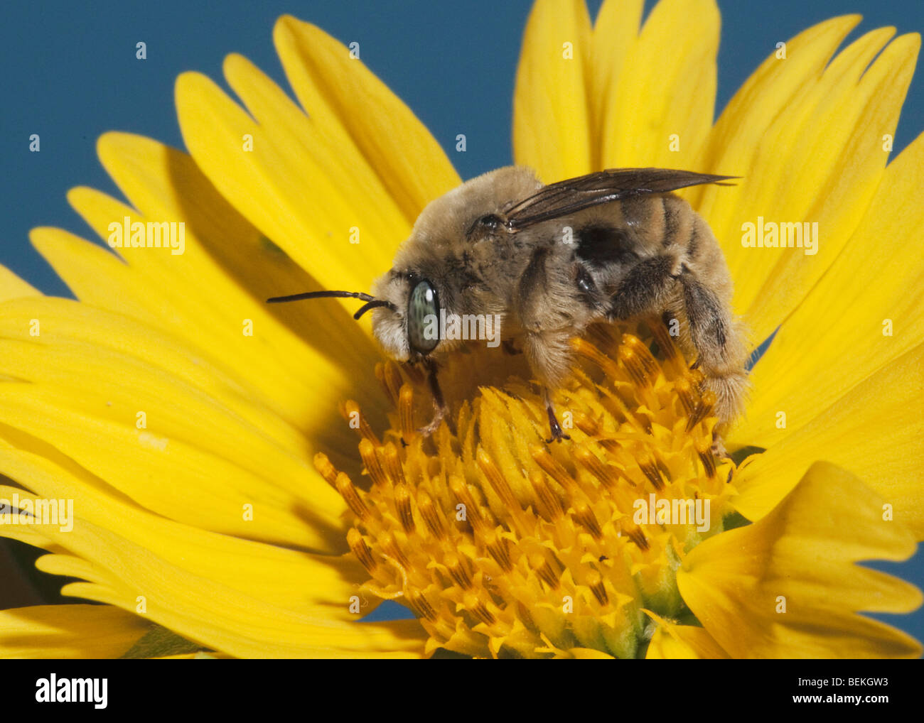 Leafcutter Biene, Mauerbiene (Megachilidae), Erwachsene mit Pollen von Daisy, Sinton, Corpus Christi, Coastal Bend, Texas, USA Stockfoto